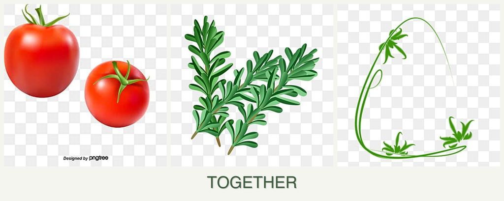 Can you plant tomatoes, rosemary and tarragon together?