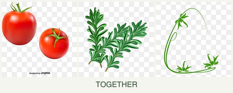 Can you plant tomatoes, rosemary and tarragon together?