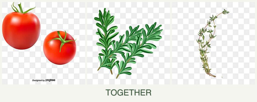 Can you plant tomatoes, rosemary and thyme together?