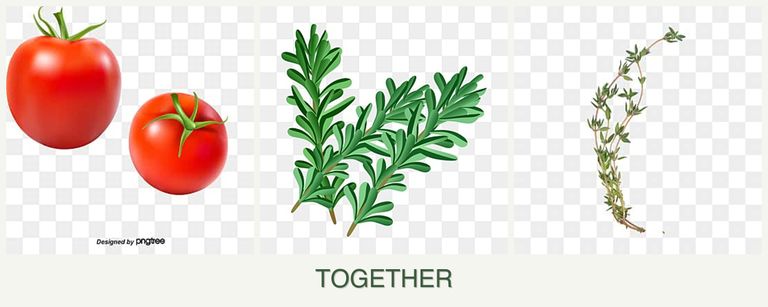 Can you plant tomatoes, rosemary and thyme together?