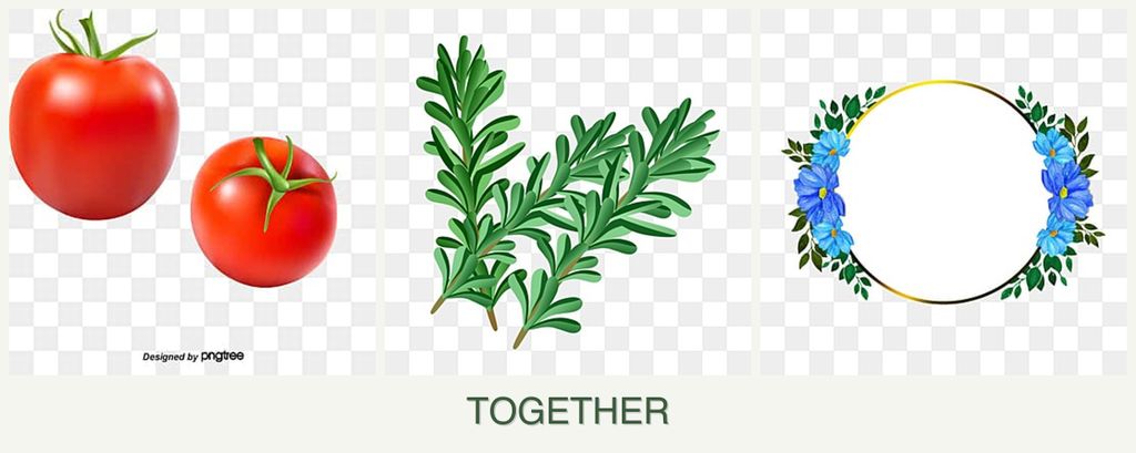 Can you plant tomatoes, rosemary and zinnias together?