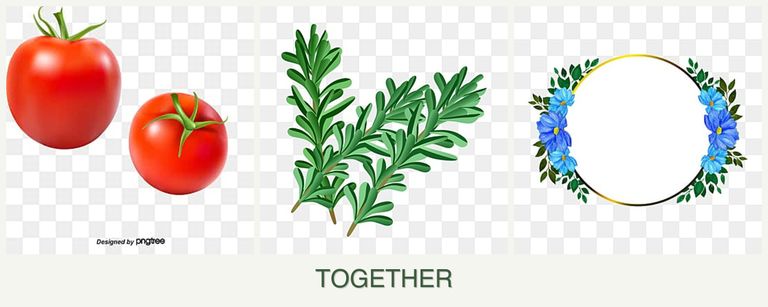 Can you plant tomatoes, rosemary and zinnias together?