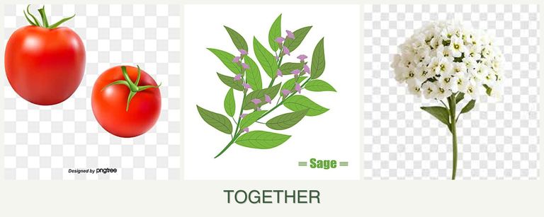 Can you plant tomatoes, sage and alyssum together?