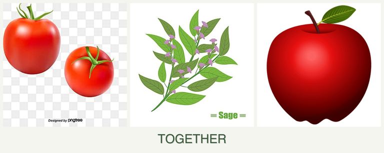 Can you plant tomatoes, sage and apples together?