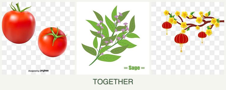 Can you plant tomatoes, sage and apricots together?