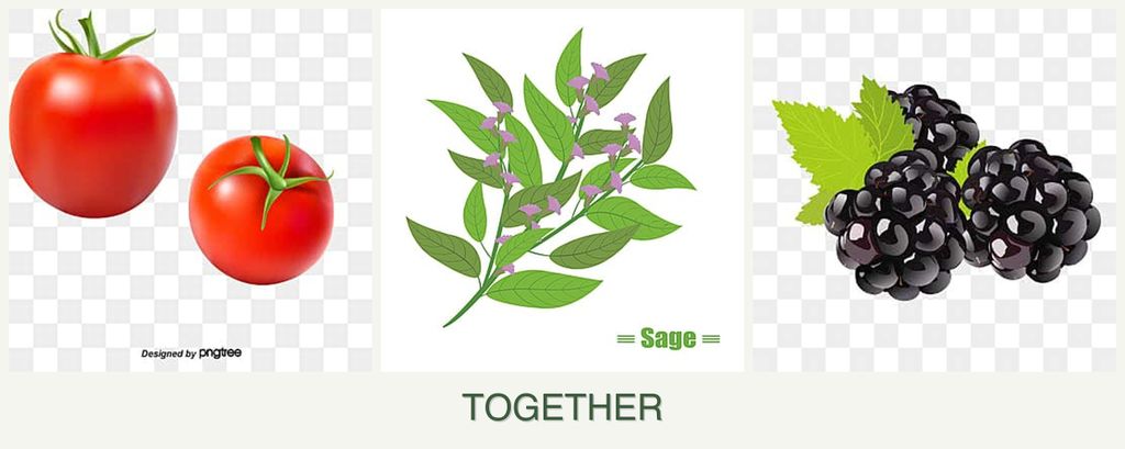 Can you plant tomatoes, sage and blackberries together?