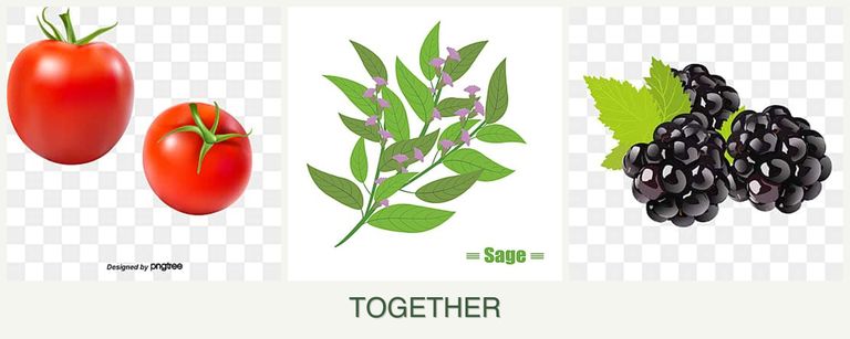 Can you plant tomatoes, sage and blackberries together?
