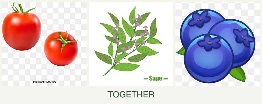 Can you plant tomatoes, sage and blueberries together?