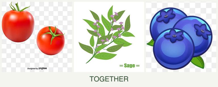 Can you plant tomatoes, sage and blueberries together?