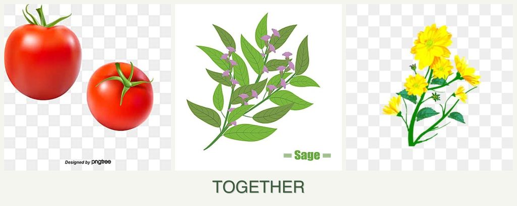 Can you plant tomatoes, sage and calendula together?