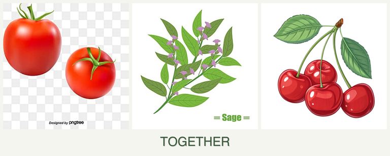 Can you plant tomatoes, sage and cherries together?