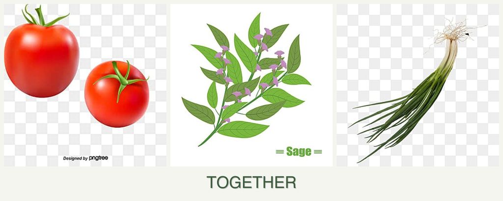 Can you plant tomatoes, sage and chives together?