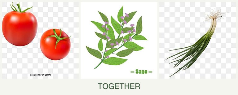 Can you plant tomatoes, sage and chives together?