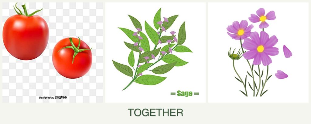 Can you plant tomatoes, sage and cosmos together?