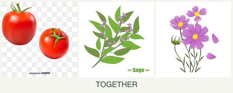 Can you plant tomatoes, sage and cosmos together?