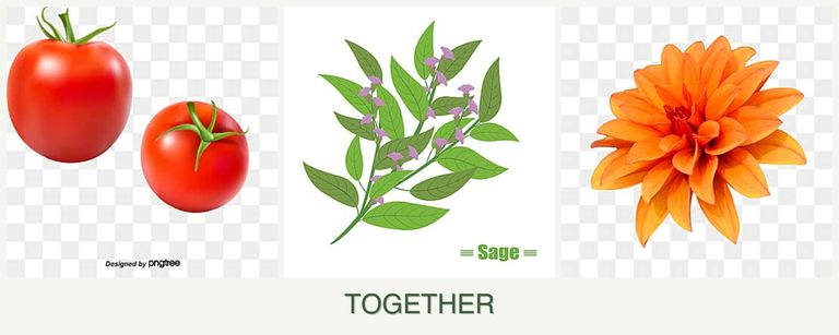 Can you plant tomatoes, sage and dahlias together?