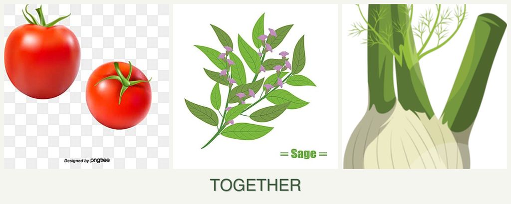 Can you plant tomatoes, sage and fennel together?