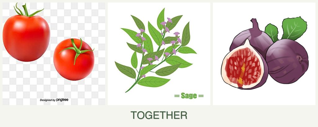 Can you plant tomatoes, sage and figs together?