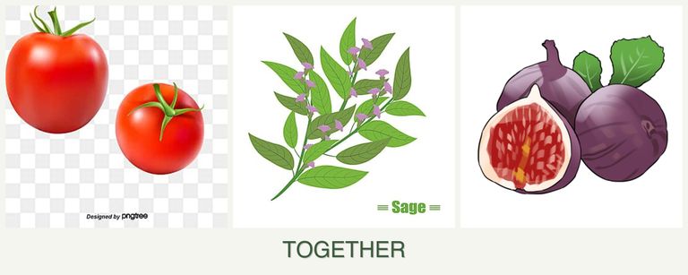 Can you plant tomatoes, sage and figs together?
