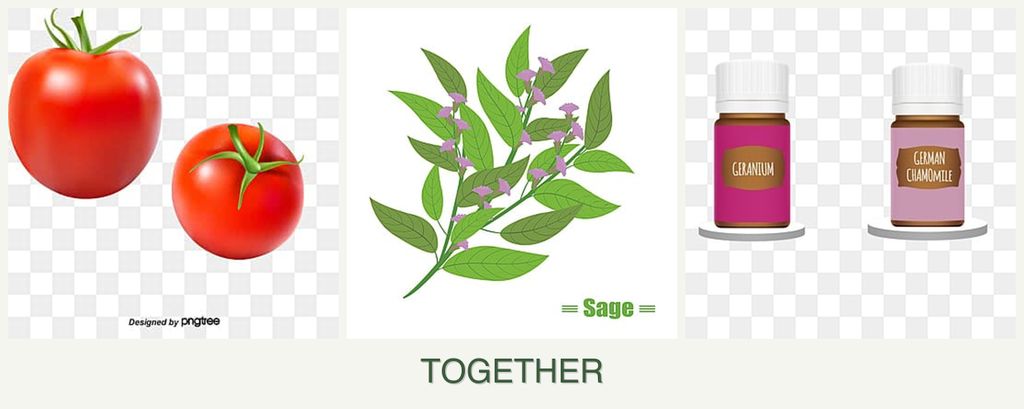 Can you plant tomatoes, sage and geraniums together?