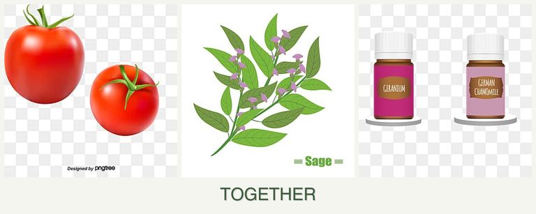 Can you plant tomatoes, sage and geraniums together?