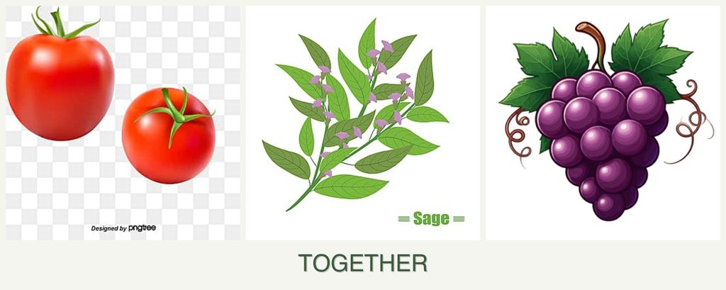 Can you plant tomatoes, sage and grapes together?
