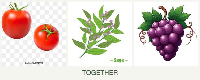Can you plant tomatoes, sage and grapes together?