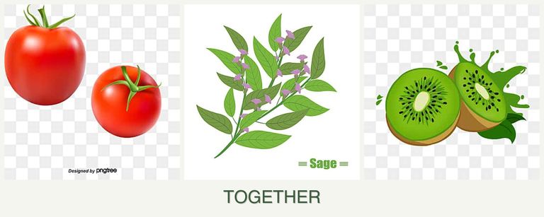 Can you plant tomatoes, sage and kiwi together?