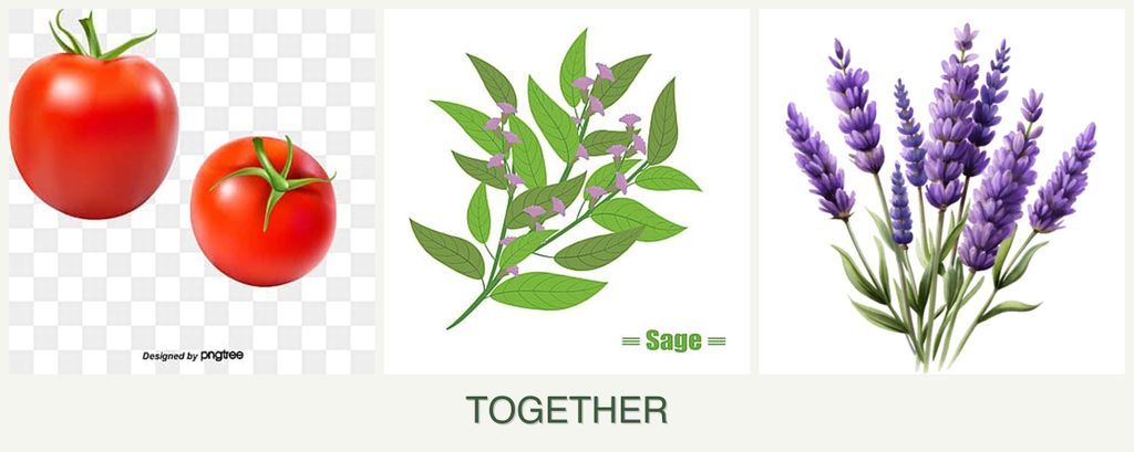 Can you plant tomatoes, sage and lavender together?