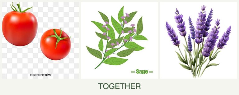 Can you plant tomatoes, sage and lavender together?