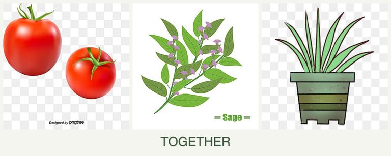Can you plant tomatoes, sage and lemongrass together?