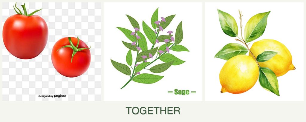 Can you plant tomatoes, sage and lemons together?