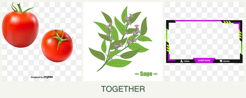 Can you plant tomatoes, sage and limes together?