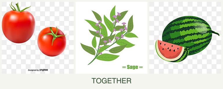 Can you plant tomatoes, sage and melons together?