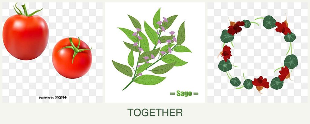 Can you plant tomatoes, sage and nasturtiums together?