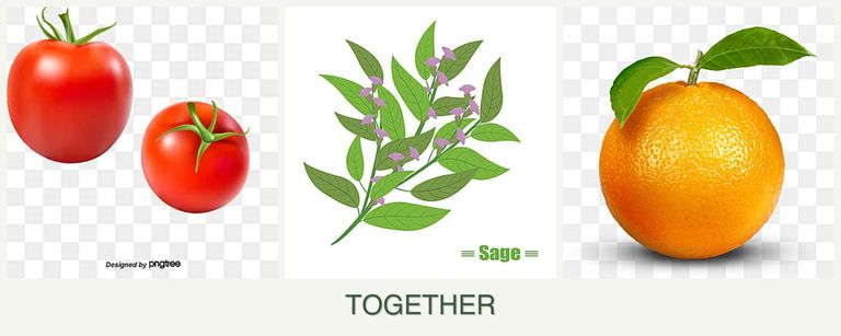 Can you plant tomatoes, sage and oranges together?