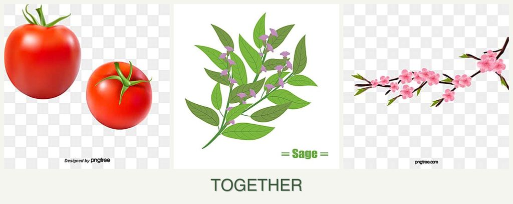 Can you plant tomatoes, sage and peaches together?