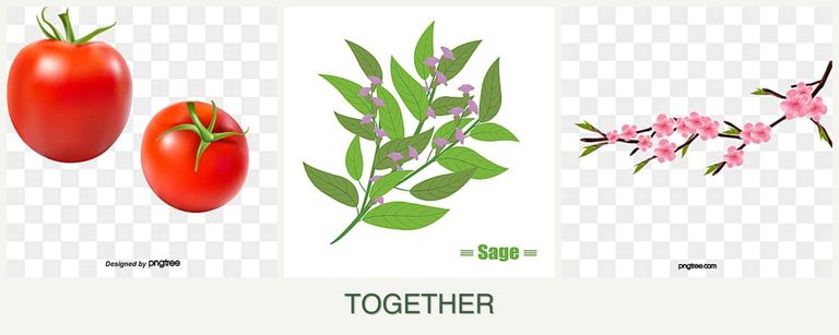 Can you plant tomatoes, sage and peaches together?