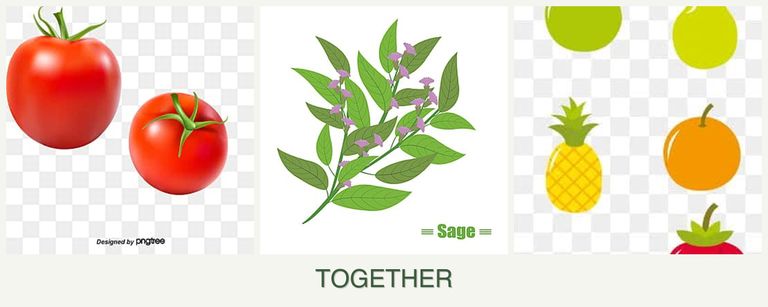 Can you plant tomatoes, sage and pears together?