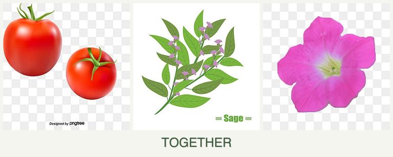 Can you plant tomatoes, sage and petunias together?