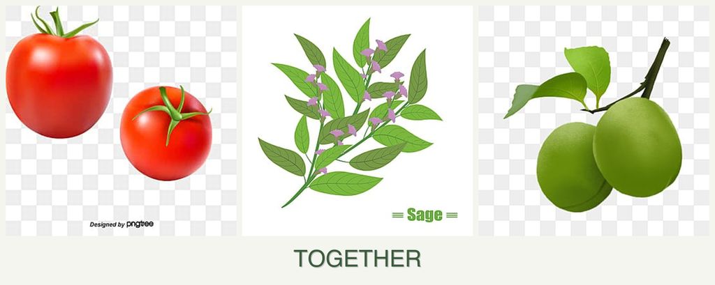 Can you plant tomatoes, sage and plums together?