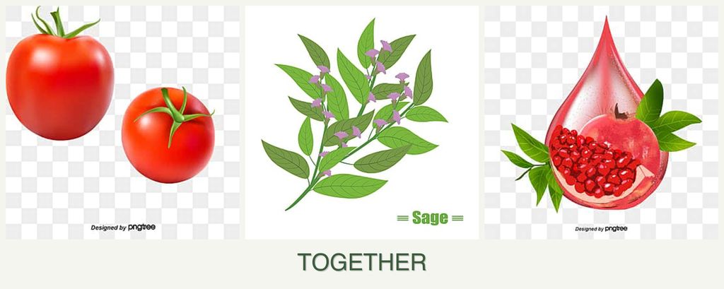 Can you plant tomatoes, sage and pomegranates together?