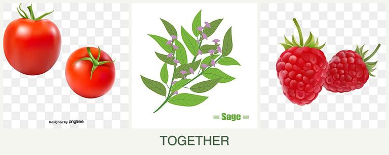 Can you plant tomatoes, sage and raspberries together?