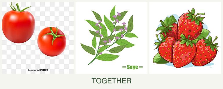 Can you plant tomatoes, sage and strawberries together?