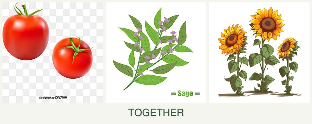 Can you plant tomatoes, sage and sunflowers together?