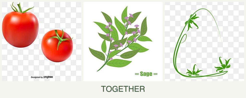 Can you plant tomatoes, sage and tarragon together?