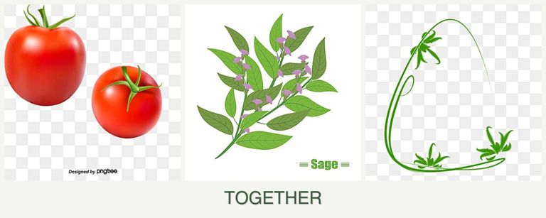 Can you plant tomatoes, sage and tarragon together?