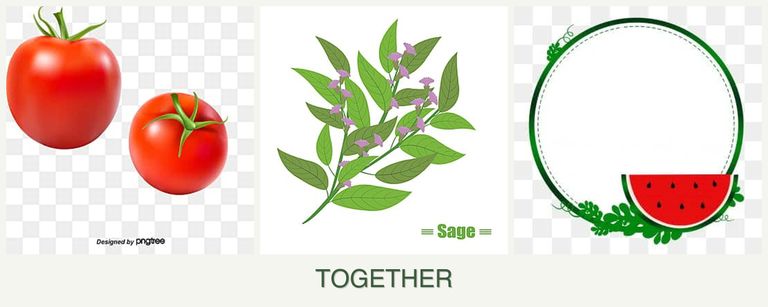 Can you plant tomatoes, sage and watermelons together?