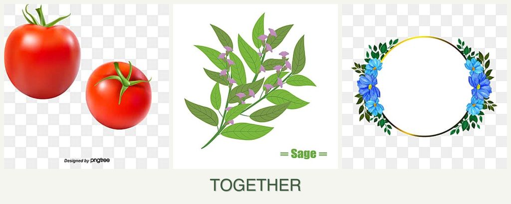 Can you plant tomatoes, sage and zinnias together?
