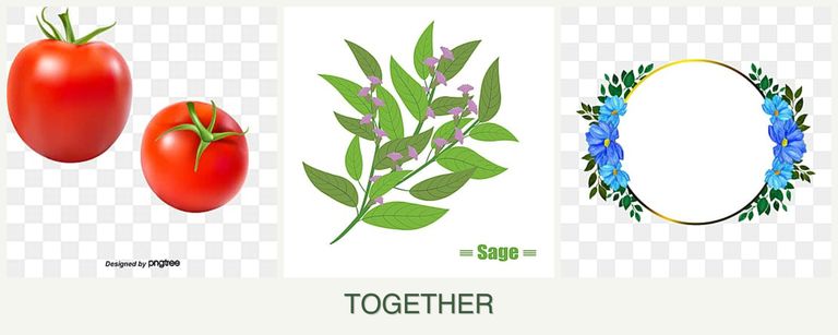Can you plant tomatoes, sage and zinnias together?